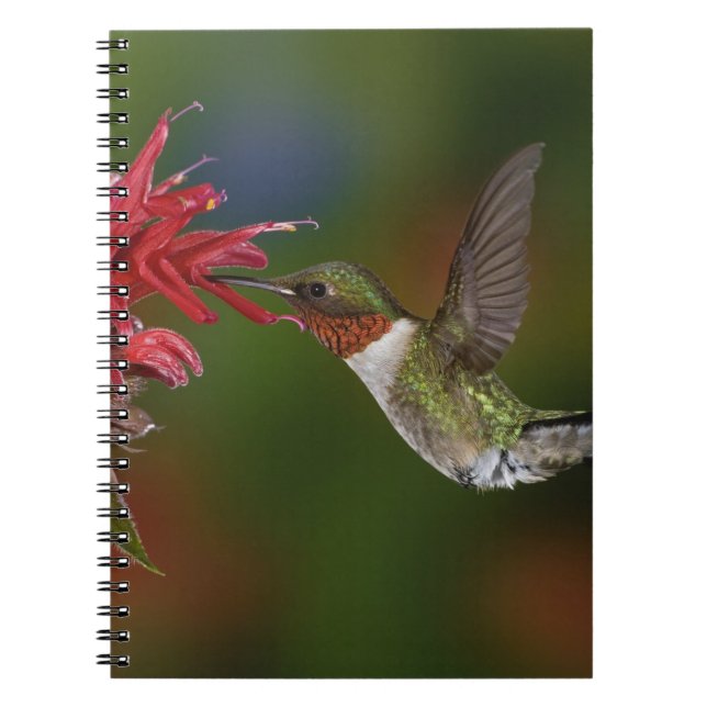 Cuaderno Colibrí garganta de rubí macho (Frente)