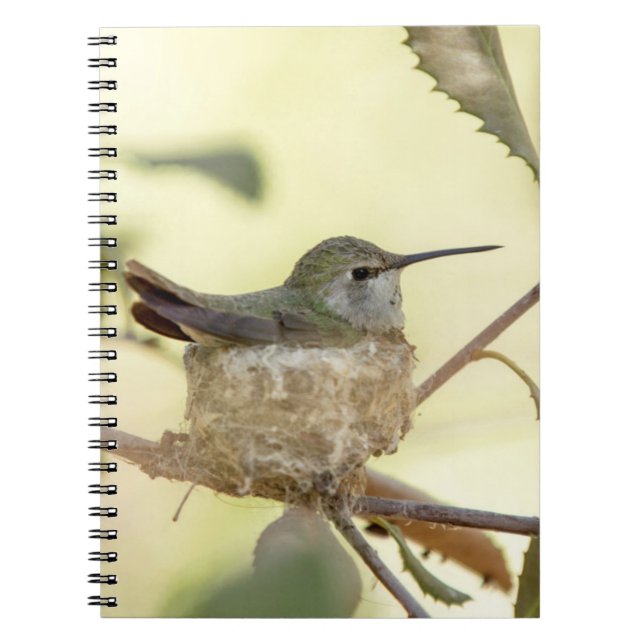 Cuaderno Colibrí hembra en su nido (Frente)