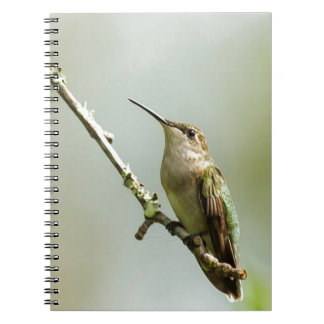 Cuaderno Colibrí Rubí-throated femenino