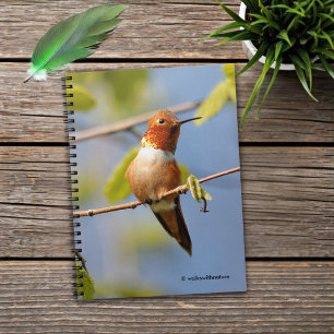 Cuaderno Colibrí rufoso macho en el sol de verano