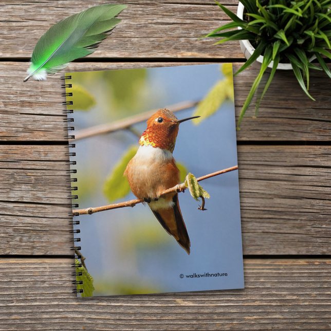 Cuaderno Colibrí rufoso macho en el sol de verano (Rufous Hummingbird in the Summer Sun Journal Cover Photo)
