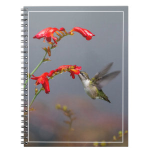 Cuaderno Colibrí y Crocosmia