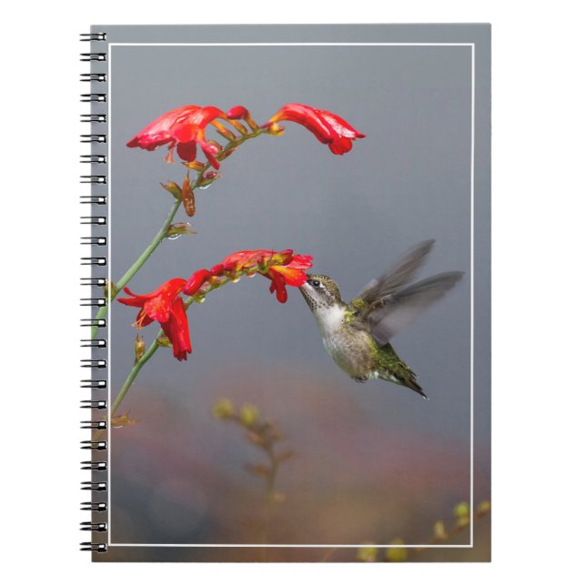 Cuaderno Colibrí y Crocosmia (Frente)