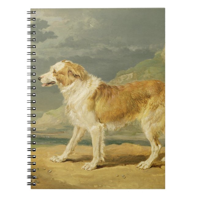 Cuaderno collie Áspero-revestido, 1809 (aceite a bordo) (Frente)