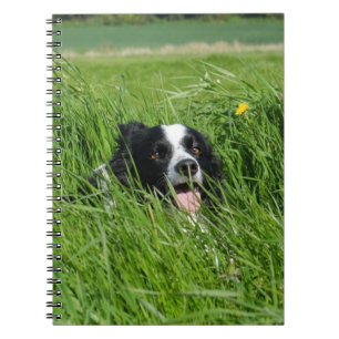 Cuaderno Collie blanca y negra en la hierba