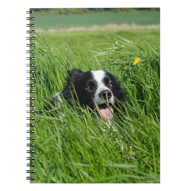 Cuaderno Collie blanca y negra en la hierba (Frente)