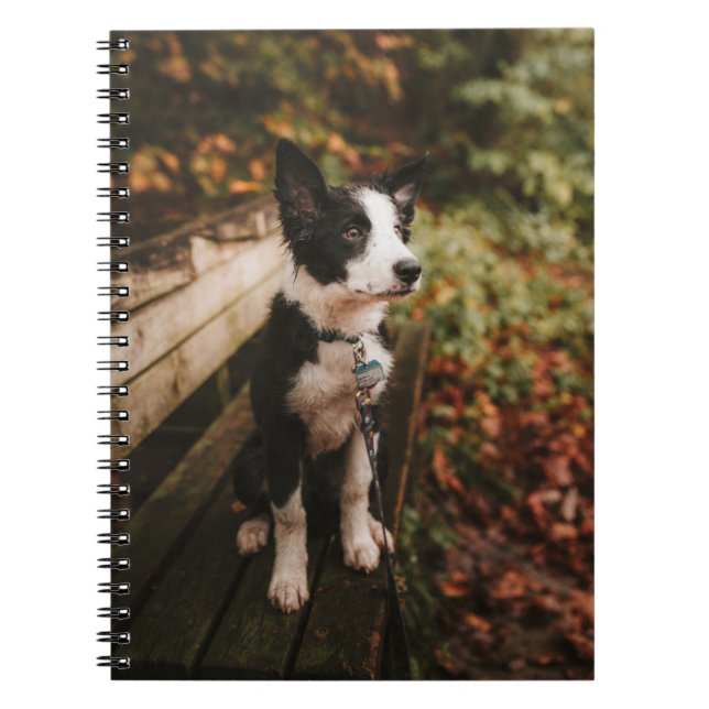Cuaderno Collie de borde blanco y negro en el banco de parq (Frente)