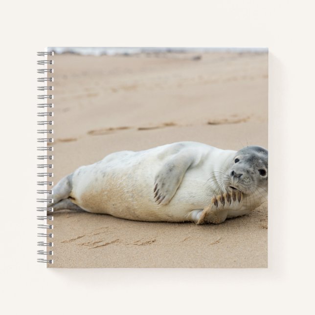 Cuaderno Colocación de focas en una playa (Anverso)
