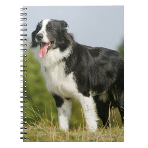 Cuaderno Colocación del jadeo del border collie