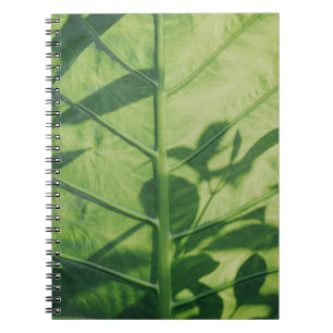 Cuaderno Colocasia esculenta leaf
