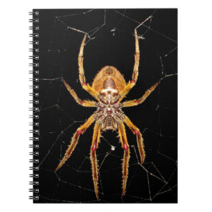 Cuaderno colombia de araña macro de insectos