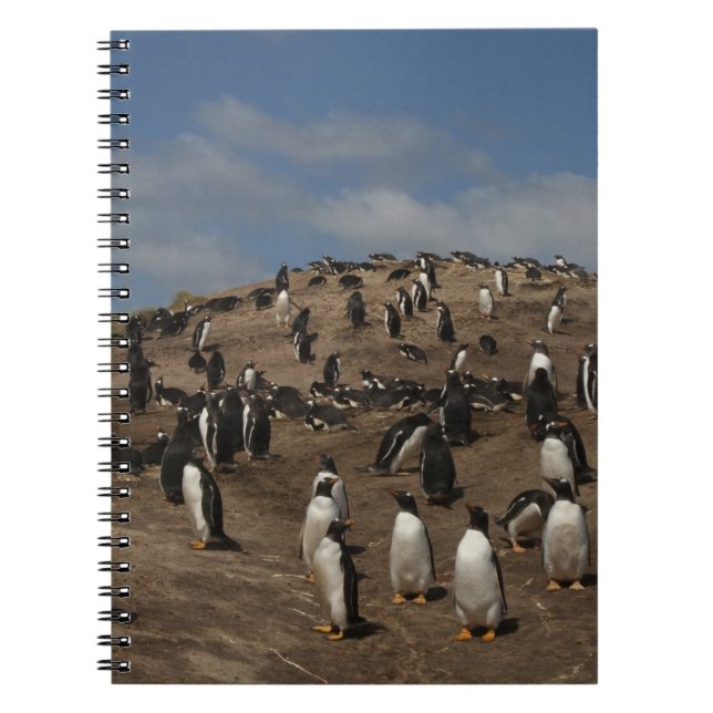 Cuaderno colonia de Pingüino de Gentoo (Pygoscelis papua) e (Frente)