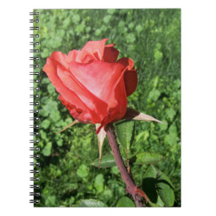 Cuaderno color de rosa