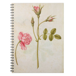 Cuaderno Color de rosa rosado, c.1568