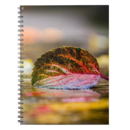 Cuaderno Colores de caída