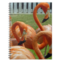 Cuaderno colorido de los flamencos
