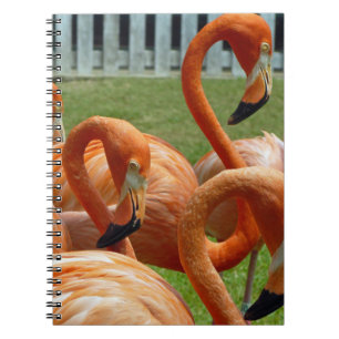 Cuaderno colorido de los flamencos