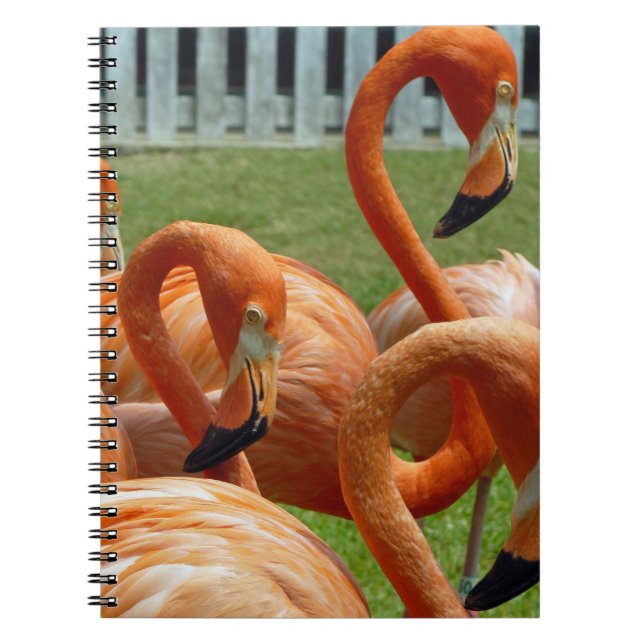 Cuaderno colorido de los flamencos (Frente)