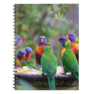 Cuaderno Coloridos loros arcoiris comiendo