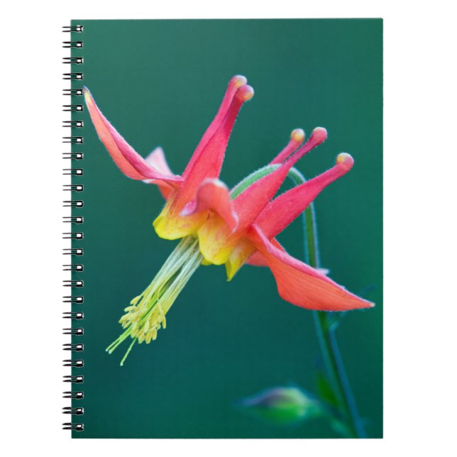 Cuaderno Columbina roja (Frente)