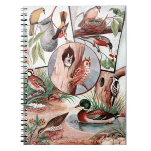 Cuaderno "Combo de aves"