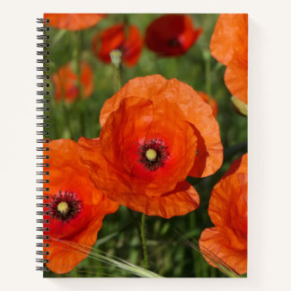 Cuaderno Common Poppies 