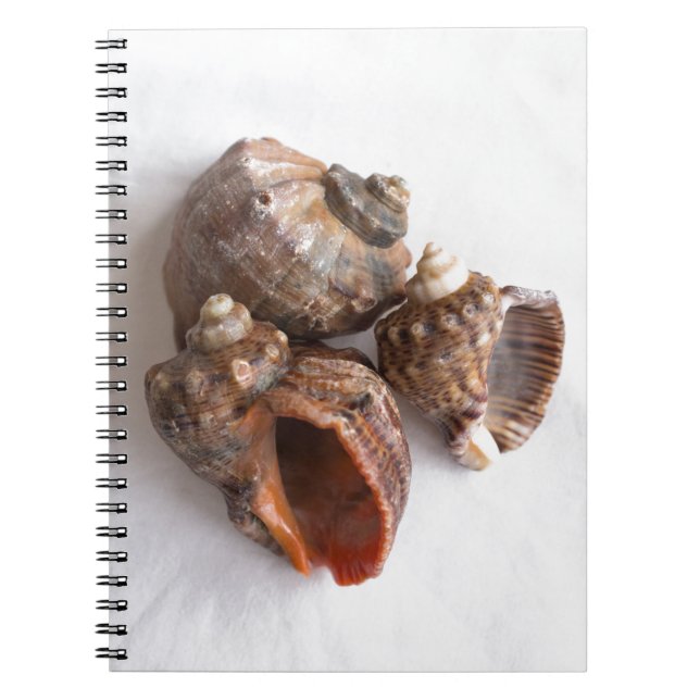 Cuaderno Concha (Frente)