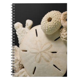 Cuaderno Conchas Blancas De Mar Y Dólar De Arena