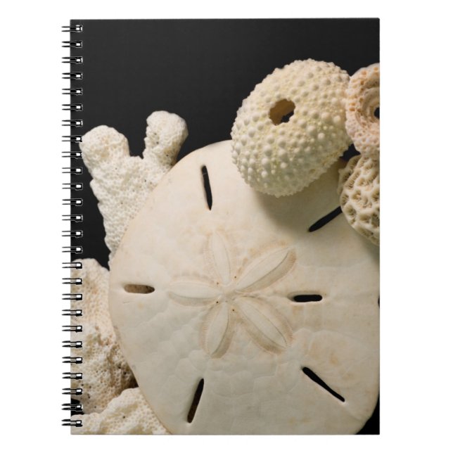 Cuaderno Conchas Blancas De Mar Y Dólar De Arena (Frente)