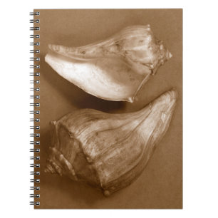 Cuaderno Conchas sensuales