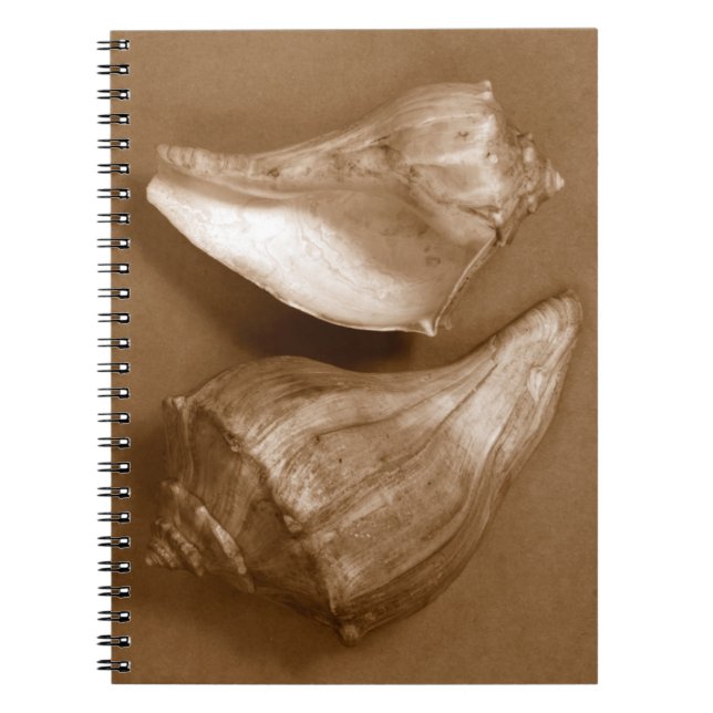 Cuaderno Conchas sensuales (Frente)