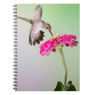 Cuaderno Condado de Jeff Davis, Texas
