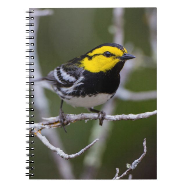 Cuaderno Condado de Kinney, Texas. Warbler de mejillas dora (Frente)