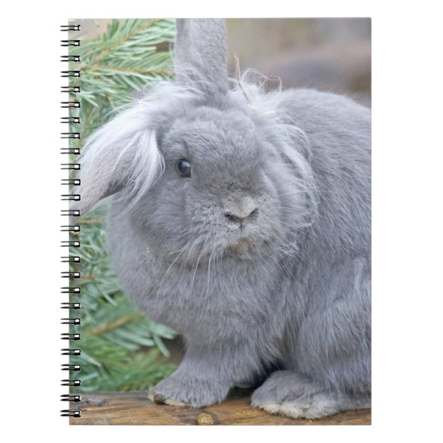 Cuaderno Conejo gris liso (Frente)