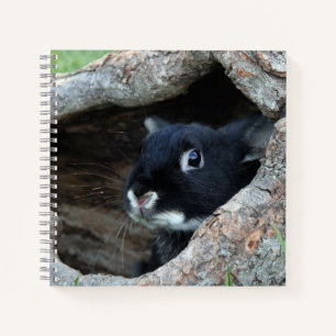 Cuaderno Conejo Negro en Hollow de una foto de árbol