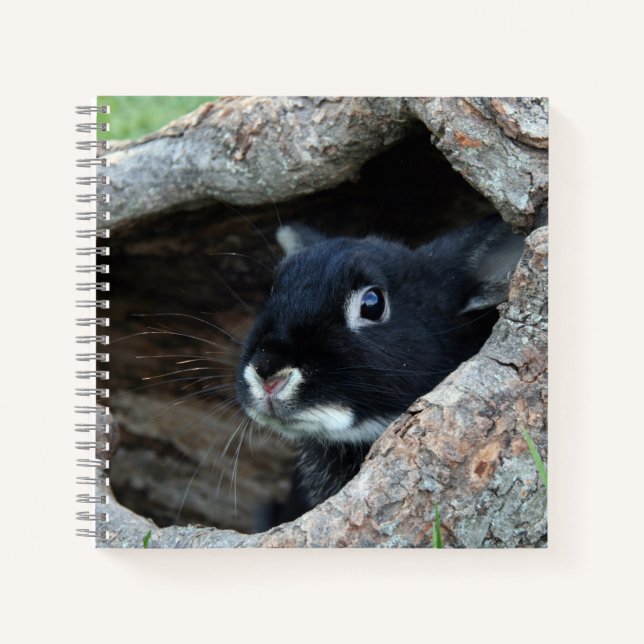 Cuaderno Conejo Negro en Hollow de una foto de árbol (Anverso)