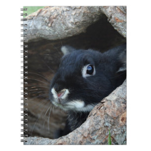 Cuaderno Conejo negro en hueco de un árbol