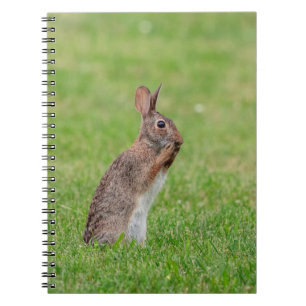 Cuaderno Conejo parado en el césped y con aspecto tímido