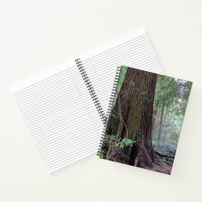 Cuaderno Coníferas Gigantes en un Bosque (Interior)