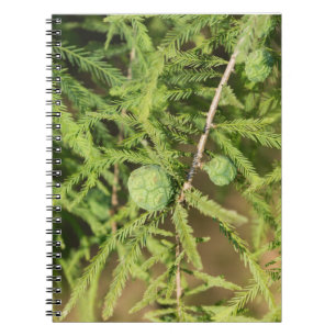 Cuaderno Cono de Semilla de Cypress calvo