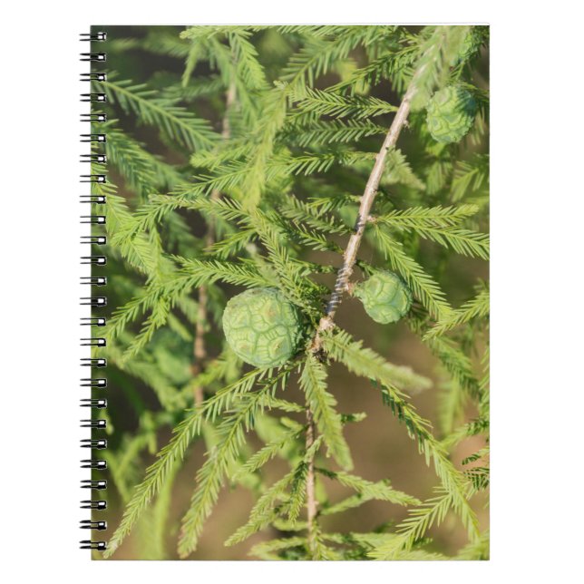 Cuaderno Cono de Semilla de Cypress calvo (Frente)