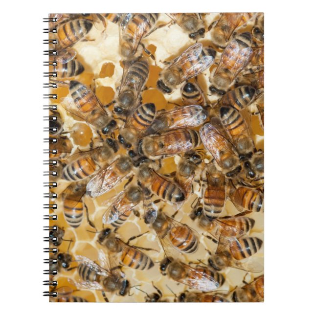 Cuaderno Conservación de abejas en la granja de miel de Arl (Frente)