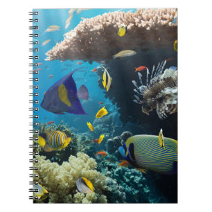 Cuaderno Coral y pescados en el Mar Rojo, Egipto