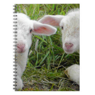 Cuaderno Cordero Gemelo Animal Bebé Pensando En Ti