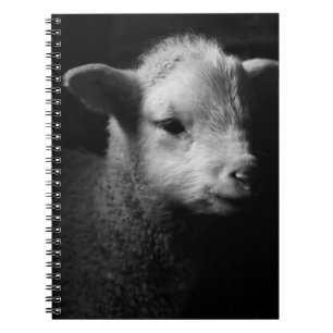 Cuaderno Cordero recién nacido