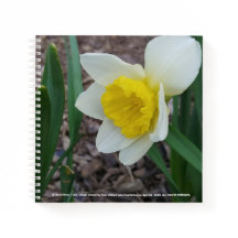 Cosas que me gustan del bloc de notas de RoseWrite