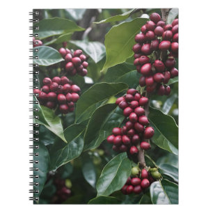 Cuaderno **"Cosecha en flor: granos de café en el árbol"**