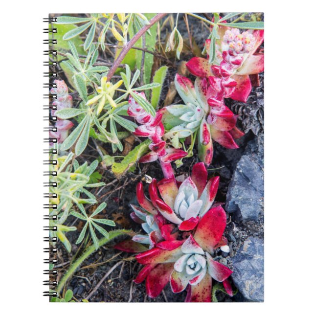 Cuaderno Costa Dudleya En El Mar Nacional De Point Reyes (Frente)
