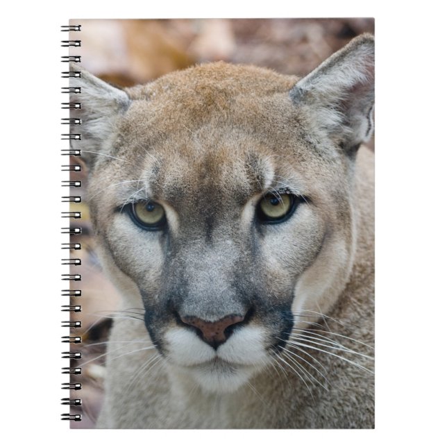 Cuaderno Cougar, león de montaña, pantera de Florida, Puma (Frente)
