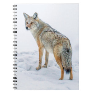 Cuaderno Coyote alerta en nieve
